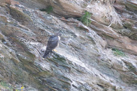 Peregrine Falcon Photographs by Betty Fold Gallery